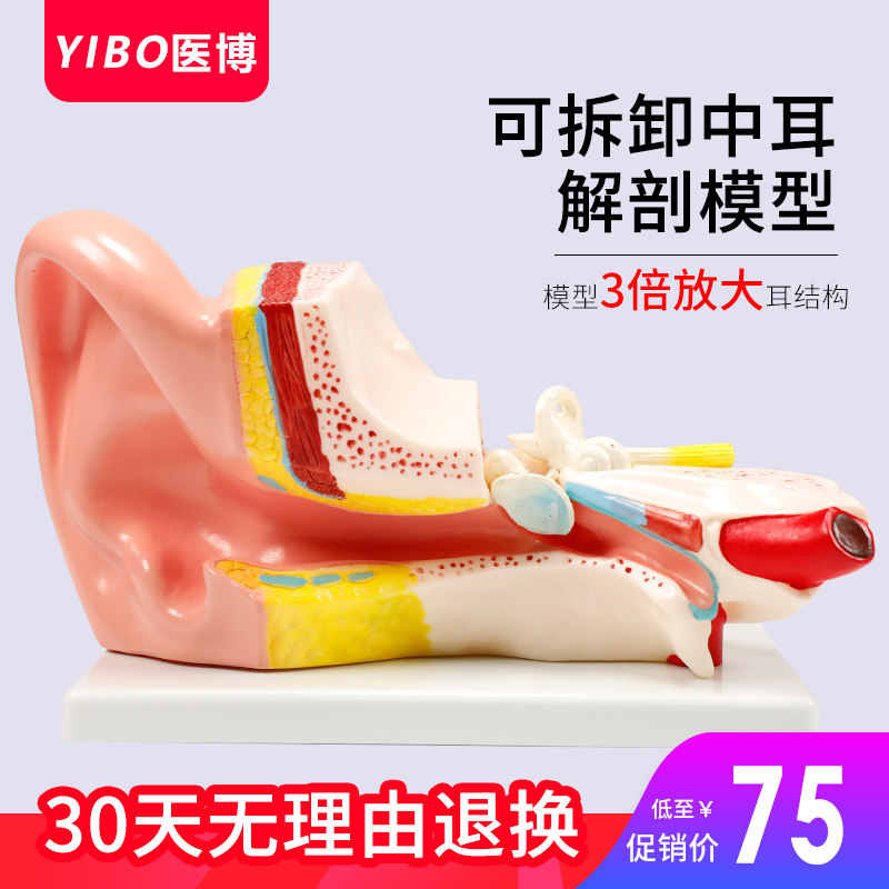人体3倍耳朵模型 医学教学 耳朵构造硅胶耳道 人体耳朵解刨模型