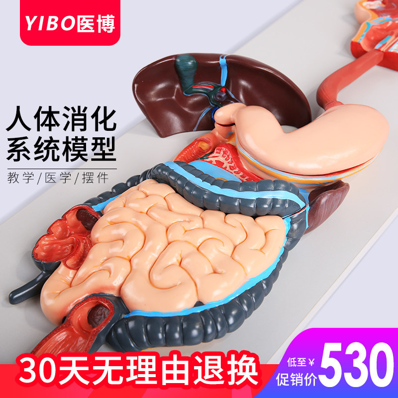 人体消化系统模型  消化道胃冠状剖面 鼻咽喉 大小肠 胃解剖模型