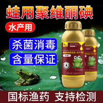 Frog povidone iodine Frog Forest frog Stone frog Bullfrog rotten skin rotten body Frog pond Pond sterilization aquaculture