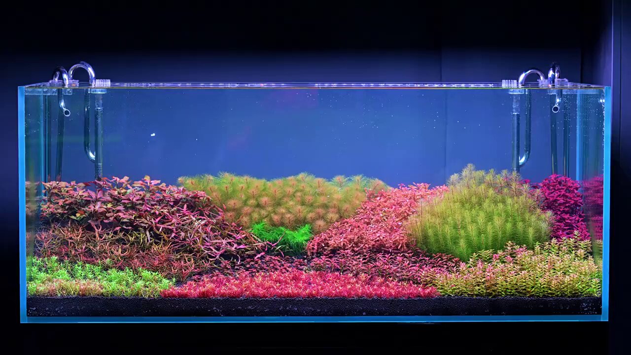尼特利水草泥鱼缸生态草缸营养土开缸伴侣水草液肥专用水草泥底砂 detail 2