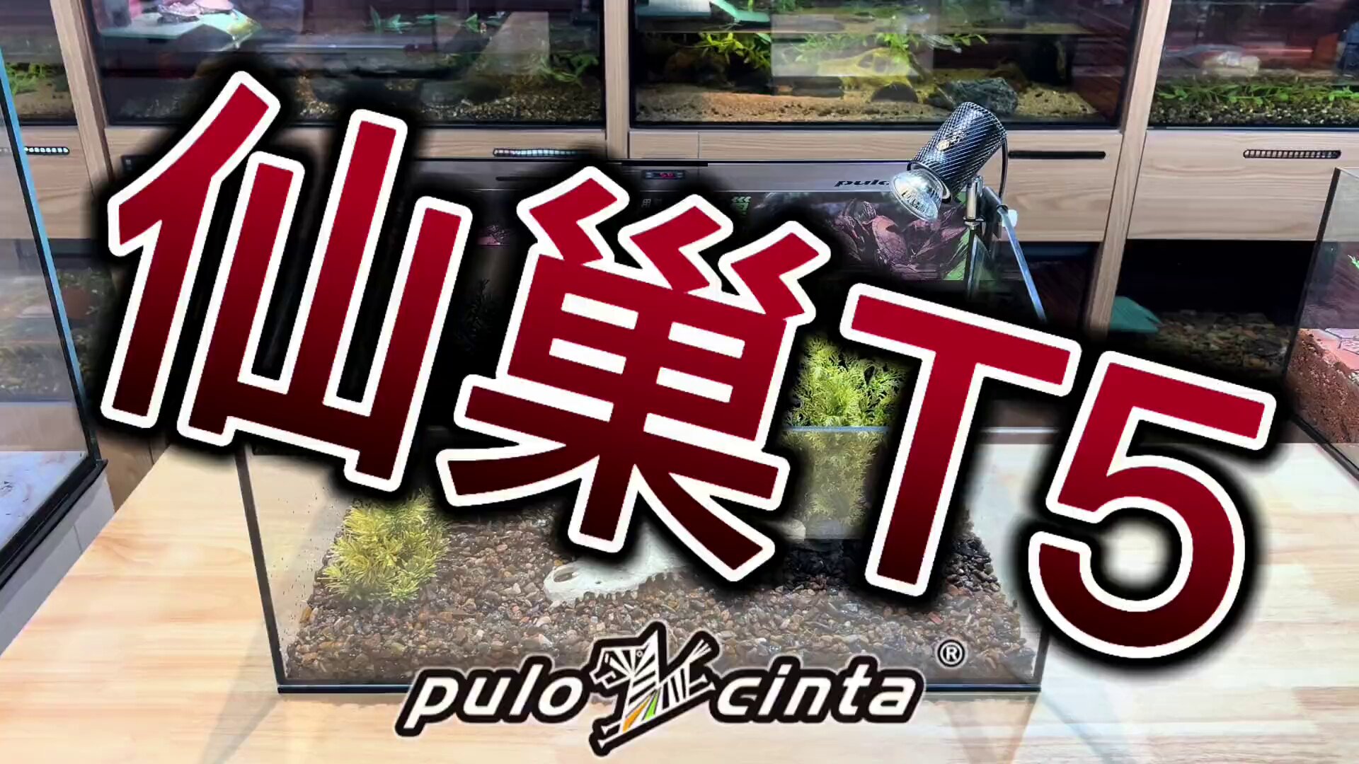 葆易马赫专业龟缸仙巢T5生态龟缸一体过滤专业黄缘龟饲养缸龟别墅 detail 2