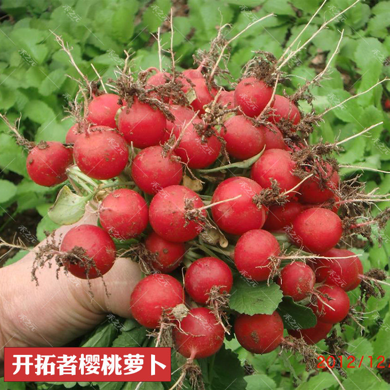 Cherry radish seeds Daquan fruit spring and autumn cherry radish rapeseed four seasons planting balcony potted vegetable seeds