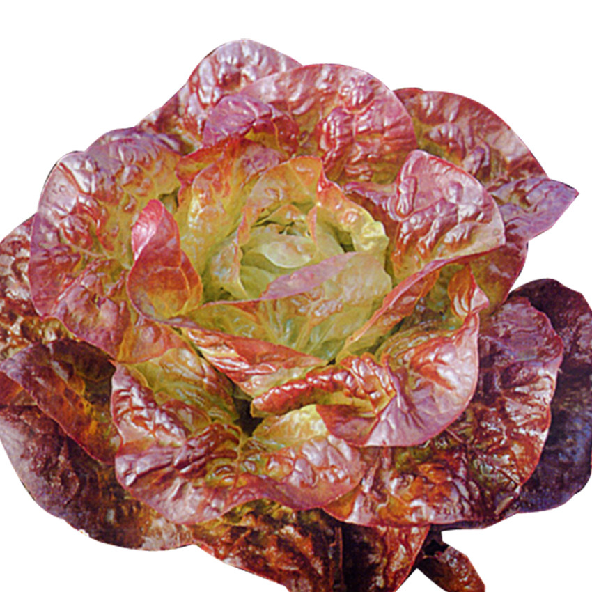 Cream Coffee Raw Vegetable Seed Coffee Cilantro Hamburger Shariburger Emerald Nutritional Dish All Season Potted Vegetable Seeds