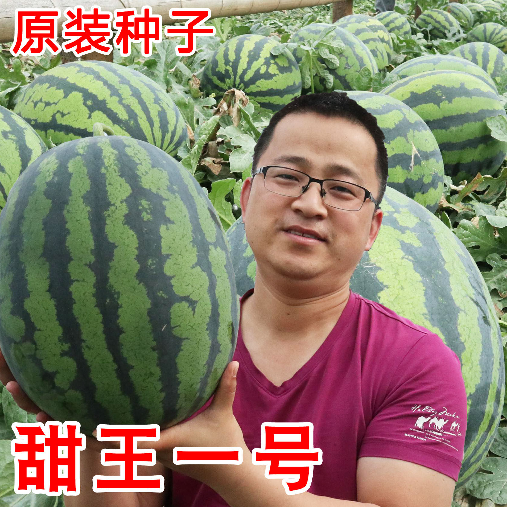 Sweet King 8424 Watermelon Seeds Less Seeds Extra-large Spring Season High Yield Lazy Hanyu Kirin Seed South Miao Vegetable Hole