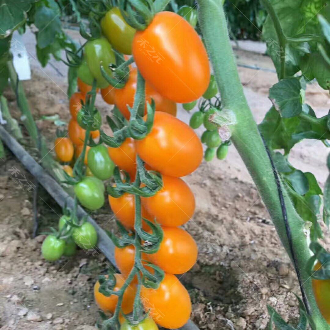 Huang Beibei cherry tomato seeds tomato seeds autumn and winter spring ...