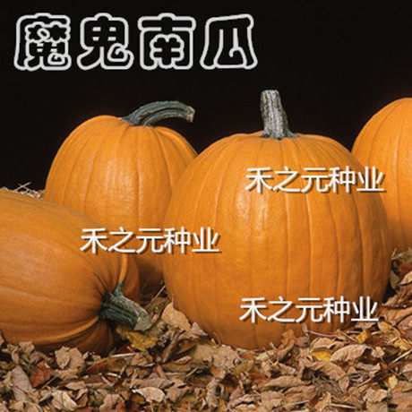 American Devil's Star Pumpkin Seeds Easter Morning Cooked Giant large and medium-sized Pumpkin Seeds Sightseeing Garden Potted Season