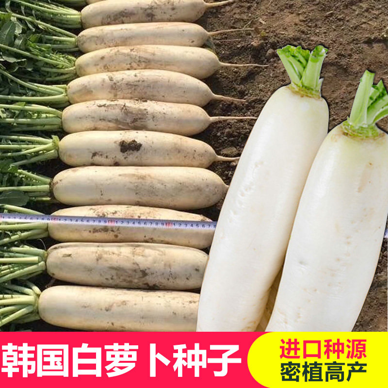 New products Korea white Roof seed fruit Roof seed Fresh tender and juicy and delicious can be made of sauerkraut Seasonale