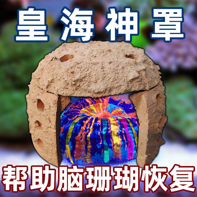 Real Sea God Hood Brain Coral Recovery Treats Foxbrain Donuts Eight Words Paris Bari Crystal Brain Shading Shield-Taobao