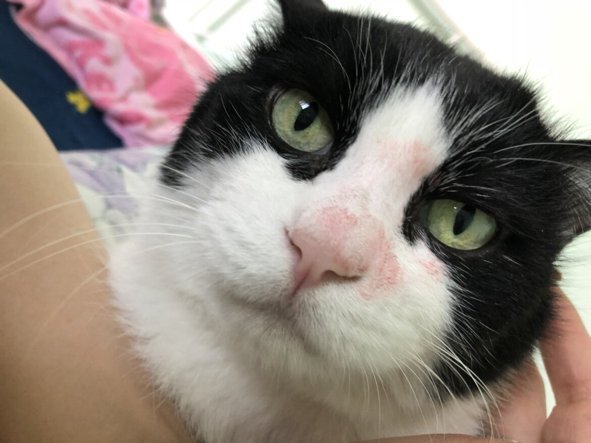 猫猫家加长女裤认证店