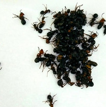 Northeast cold zone black ant Daxinganling area wild ant ant black spiny ant dry wine material