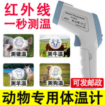 Beast with body temperature gun dedicated to animal swine cattle goat tested body temperature electronic thermometer detection of thermometer cat dog infrared