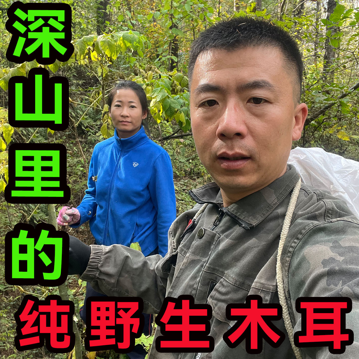 天然長白山産野生黒キクラゲ、東北地方特産、純粋な野生黒キクラゲ、超乾燥、バルク、秋季黒キクラゲ