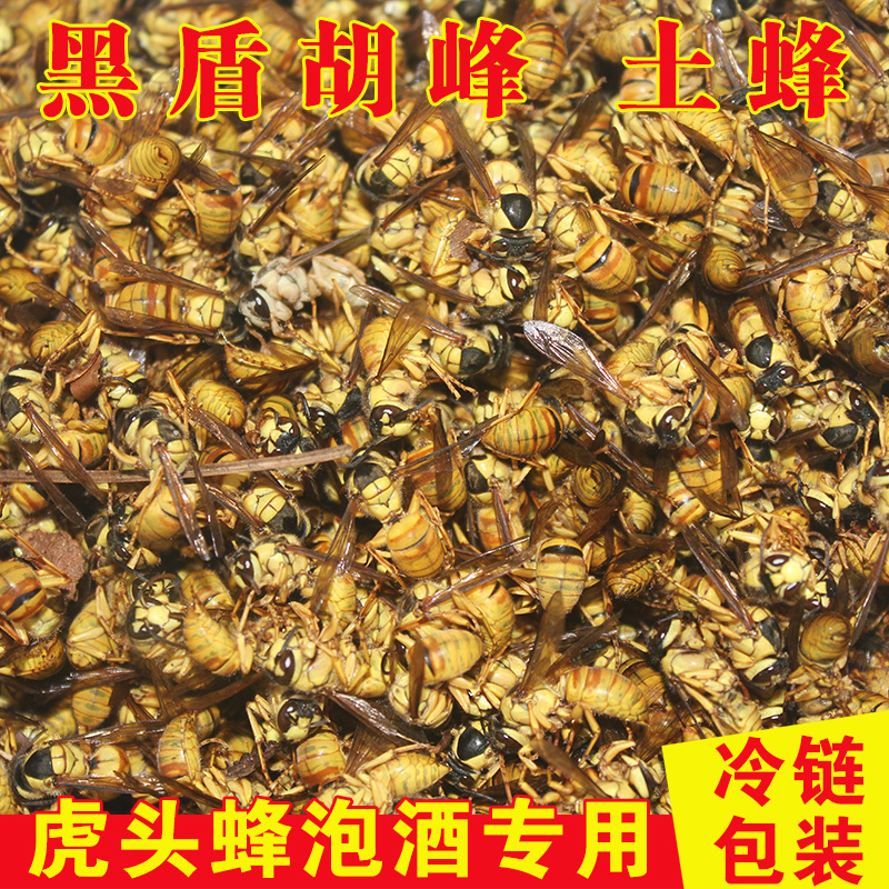 Golden Ring tiger bumblebee hippocampal hippocampal hippocampal hippocampal bumblebee hippocampal bumblebee with black tail humps