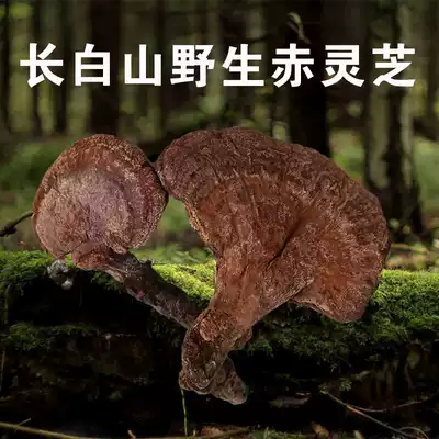 This year's new Changbai Mountain pure wild red ganoderma lucidum half catty 250 grams