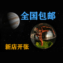 Feeding box Jumping spider planet Cosmic micro-landscape Bird Tarantula Song insect Cricket Orchid Mantis feeding box Feeding ball