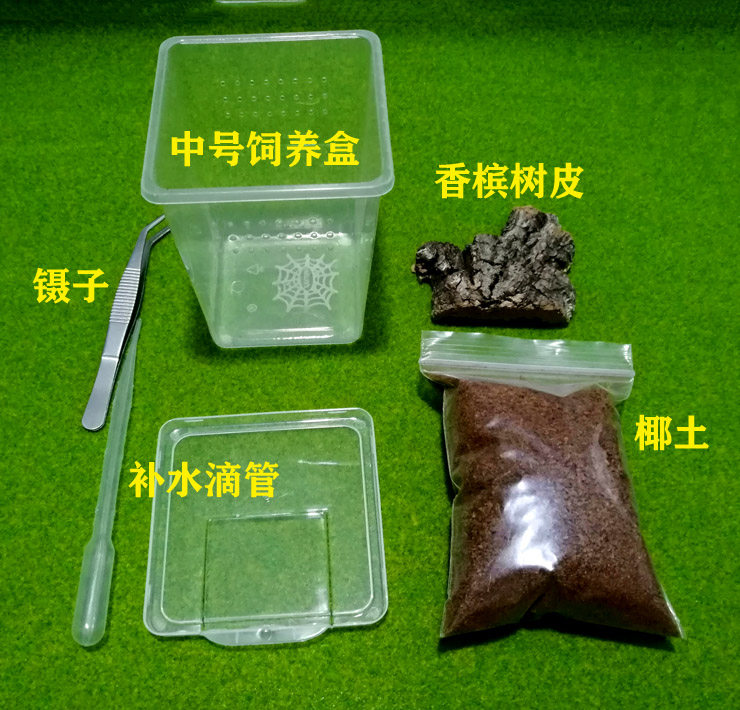 Rearing Box Suit Small Square Box Spider spider Spider Fry rearing Combined jumping spider Insect Scorpion Coconut