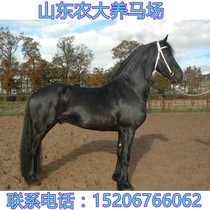 Live Horse Live Horse Real Horse Foal Mongolian Horse Family Riding Horse Large Adult Tourist Horse Live Horse