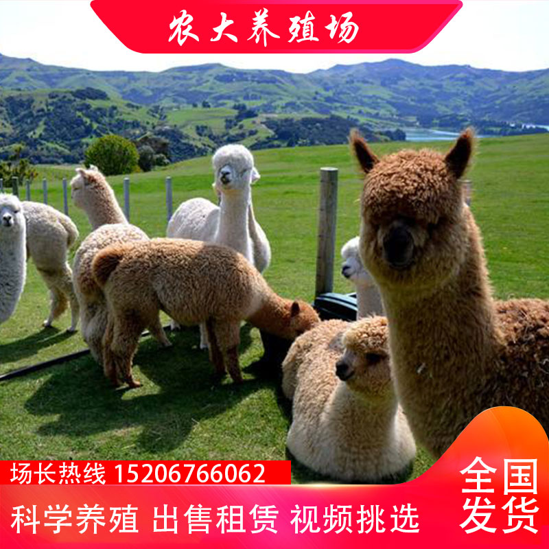 Alpaca Pet Living Things Australian God Beasts Grass Clay Horse Alpaca Cubs Ornamental Alpaca Living Small Alpaca Living