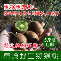Qinling wild kiwi fruit is picked and found fresh small monkey mud monkey peach pregnant woman kiwi fruit Xu Xiang Cuixiang 5kg
