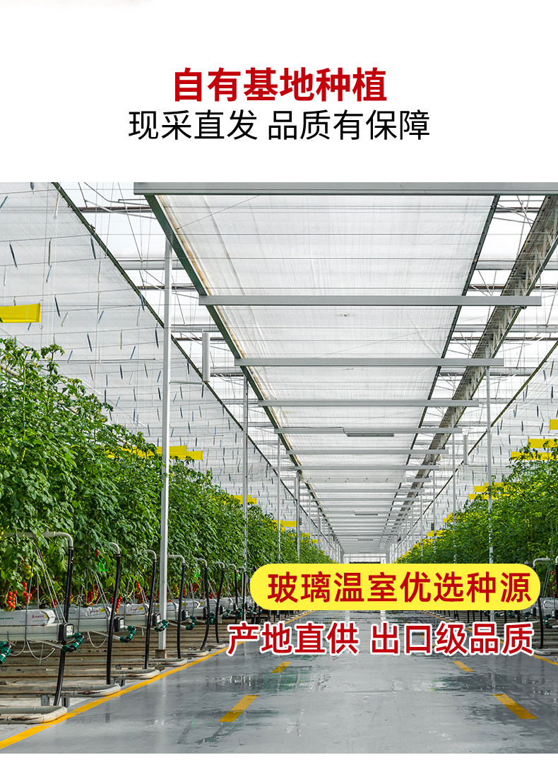 北京奥运会食材供应商，绿行者 红又红红番茄 5斤装 17.9元包邮 值值值-买手聚集的地方