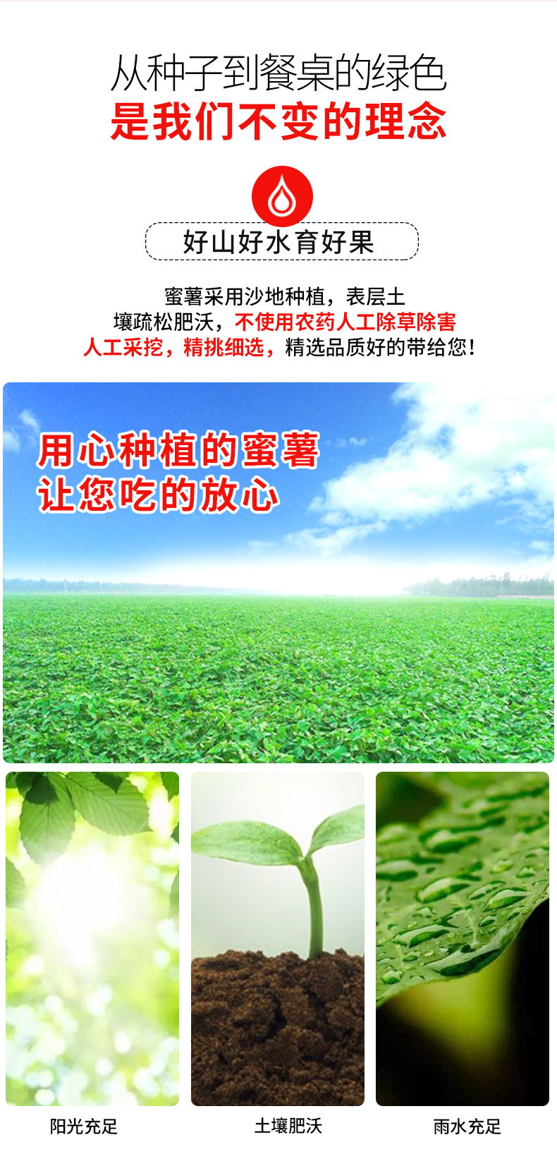 奥运会供应商 绿行者 烟薯25号 红心蜜薯 5斤 图12