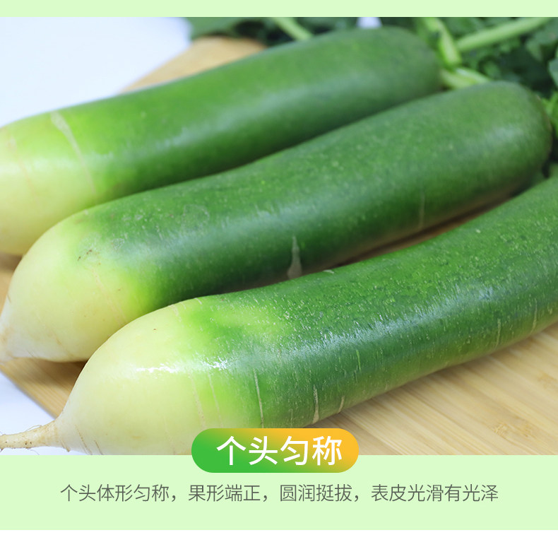 绿行者 生吃水果萝卜 5斤 图6
