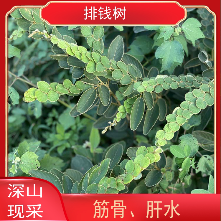 Freshly Harvested Money Tree, Money Tree Whole Plant Roots, Midday Money Tree, Money String Grass, Stacked Money Grass, Chinese Herbal Medicine