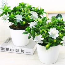 Gardenia potted flower plants indoor hydroponic green plants with buds strong-scented large saplings for the balcony easy to grow in all seasons