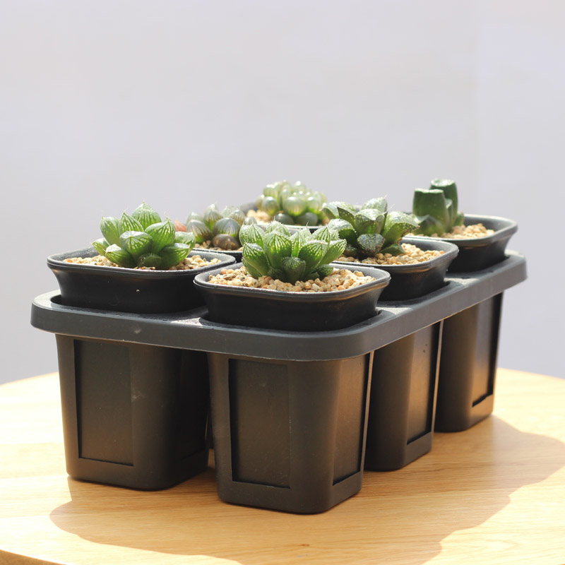 多肉植物花盆花器塑料透气组合12卷黑方6个玉露万象盆带托