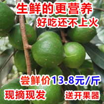  Yunnan fresh Macadamia nuts original fruit Macadamia nuts in bulk 1 kg FCL 5 kg without additives pregnant women