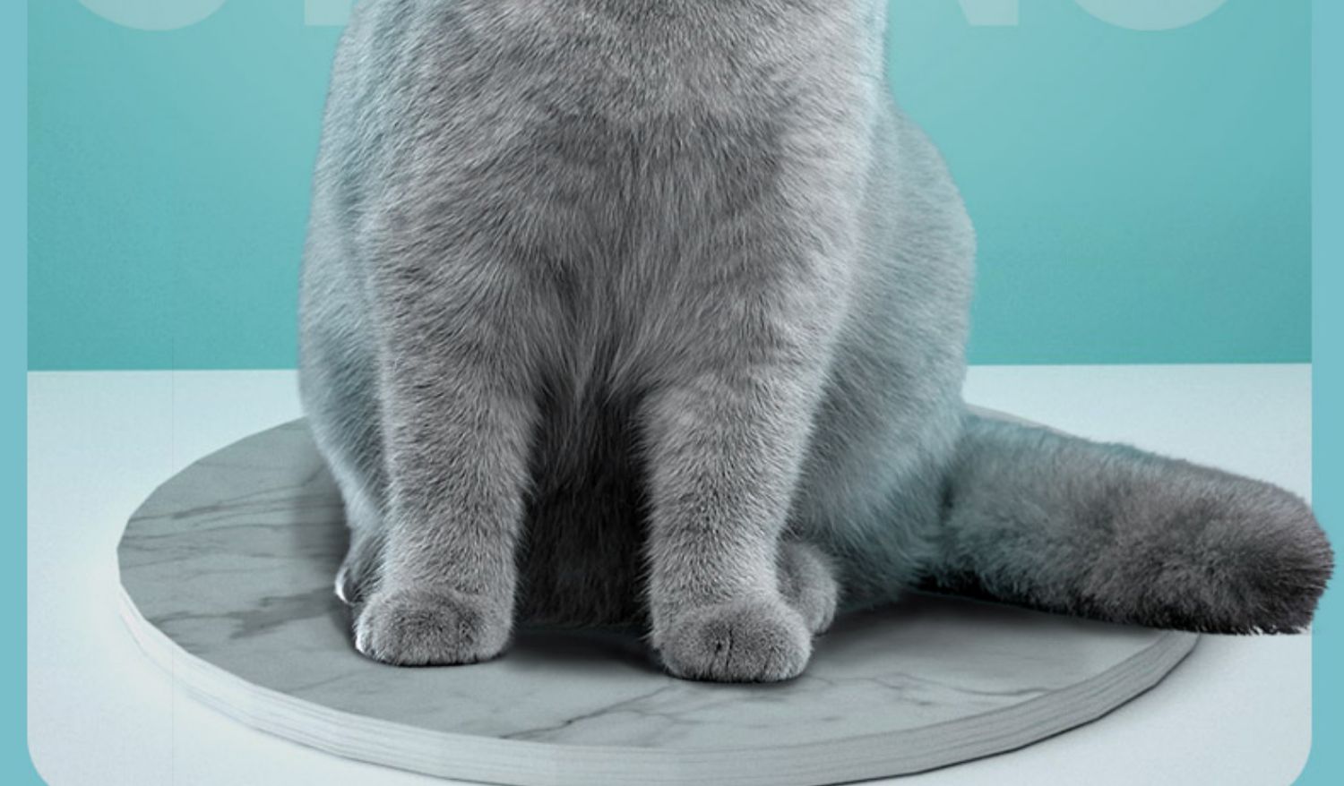 Sói mèo thức ăn mèo con 1,5kg Anh đẹp ngắn ngắn Xiêm gấp tai lông bóng cá mèo nói chung loại 3 kg - Cat Staples hạt cho mèo con 2 tháng tuổi