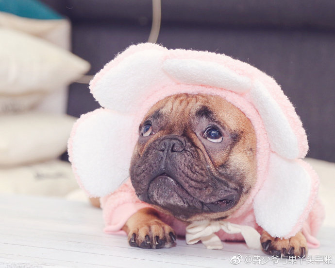 Fruit Bear Fadou Pet Shape Autumn Flower Transformation Fadou Yingdou Teddy Fat Dog Schnauzer Bago