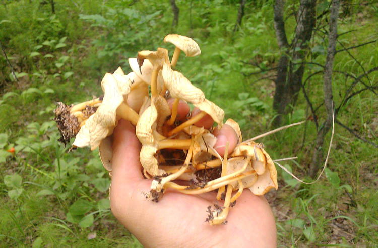 内蒙古特产 呼伦贝尔大草原产紫花脸蘑菇 野生