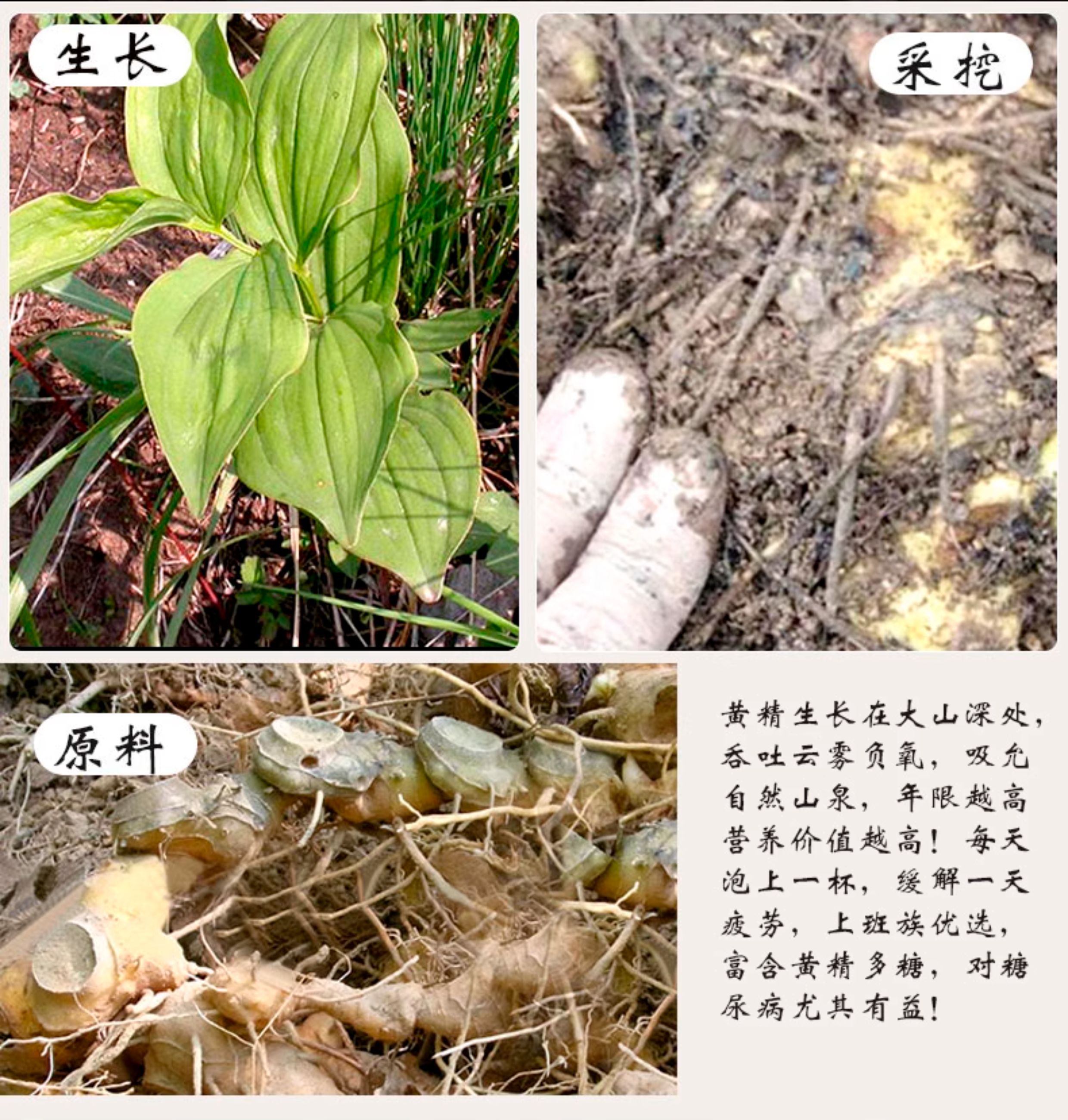 Premium Nine-Steam Nine-Sun Dried Polygonatum Root Slices 250g Jiuhua Mountain Huang Jing for Tea and Soup preparation