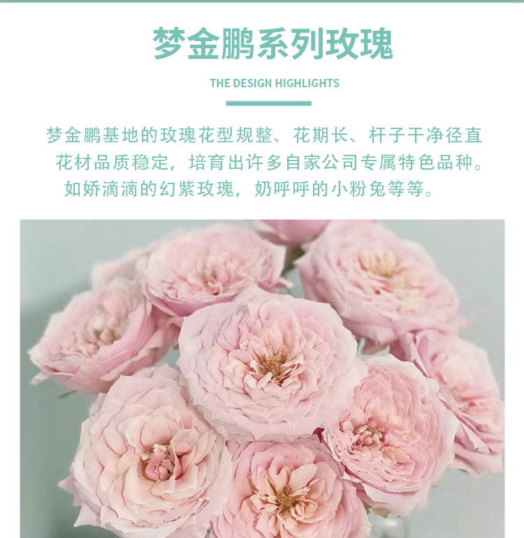 Цветы 梦金鹏幻紫玫瑰鲜花小粉兔肯辛顿公园单头鲜切花室内水养新鲜插花