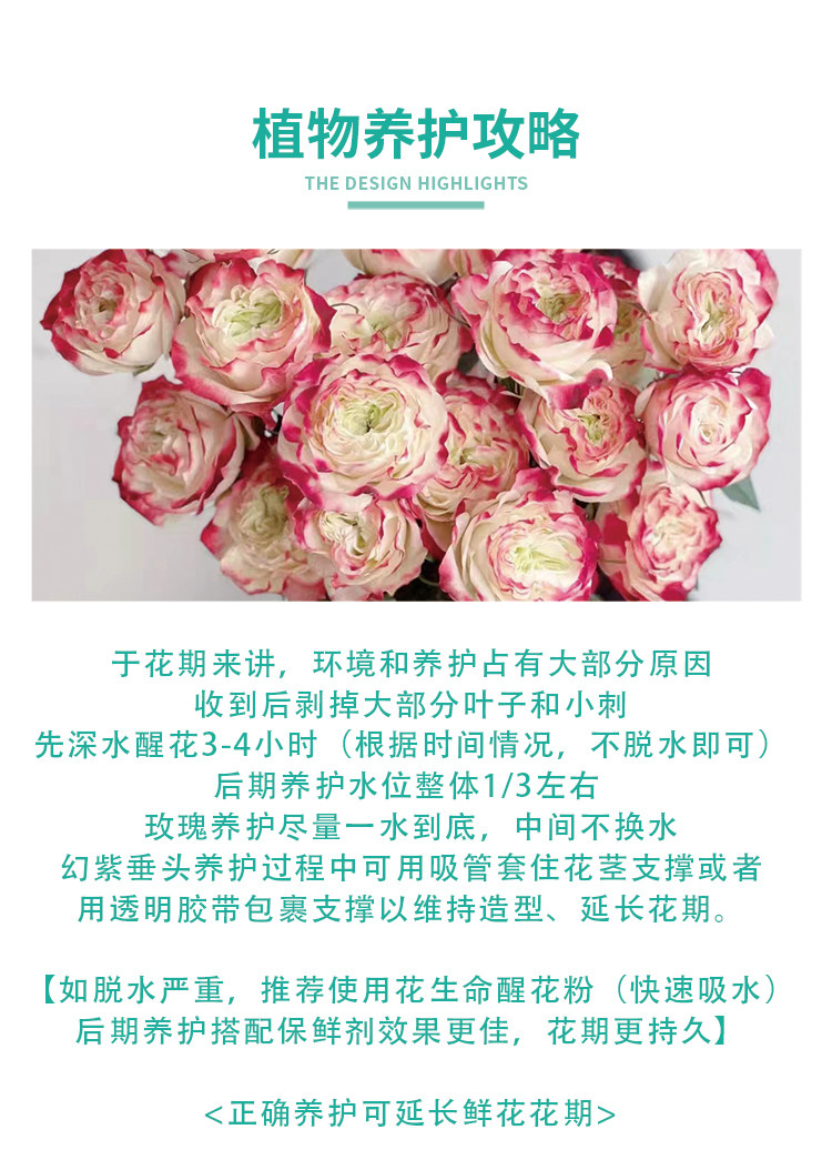 Цветы 梦金鹏幻紫玫瑰鲜花小粉兔肯辛顿公园单头鲜切花室内水养新鲜插花