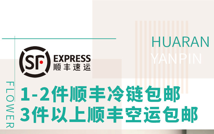 Цветы 梦金鹏幻紫玫瑰鲜花小粉兔肯辛顿公园单头鲜切花室内水养新鲜插花