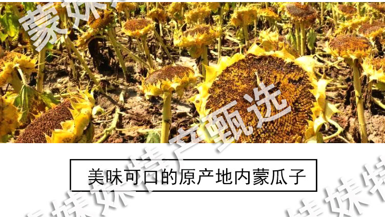 秒杀1斤！新货内蒙古五香白皮葵花子大颗粒