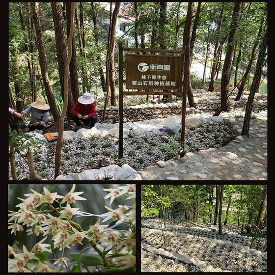 Official flagship store genuine Huoshan Tiepi Dendrobium flower tea dried flower authentic fresh Dendrobium flower tea 500g