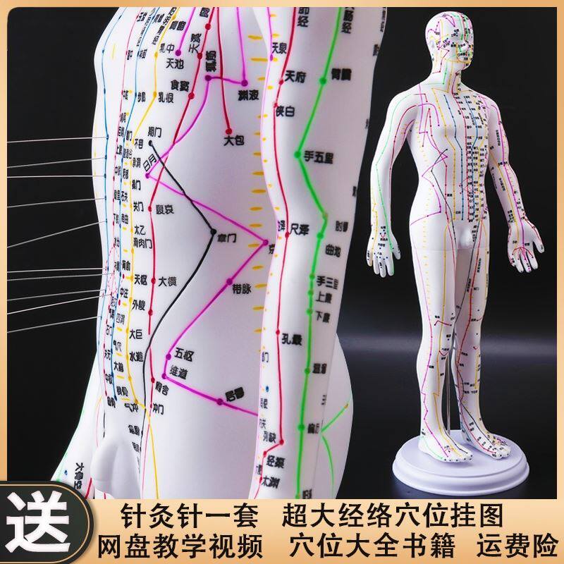 Precise home model copper-colored high-definition human model hard three-dimensional human acupuncture model person traditional Chinese medicine meridian pass