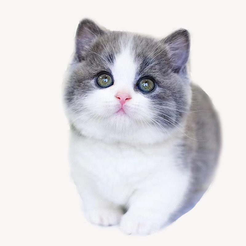 藍白貓活體英短藍白貓咪活體藍白貓寵物幼崽寵物活物出售送衣服