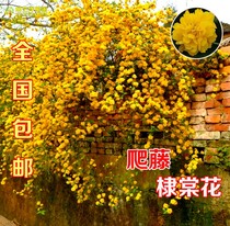 Climbing Vine climbing plant Tai Tong Miao beautiful relobbed flower seedlings resistant to cold and heat and flowers Potted plants blooming all four seasons
