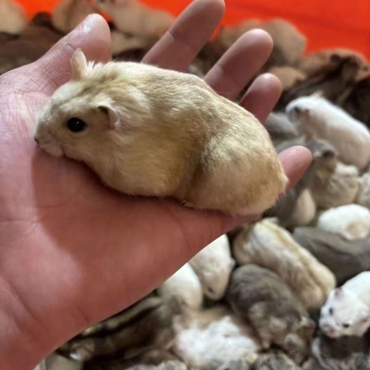 成年仓鼠4只装，5个月左右包邮包活到家，回家一个月左右生仔？揭秘养仓鼠的那些事儿！