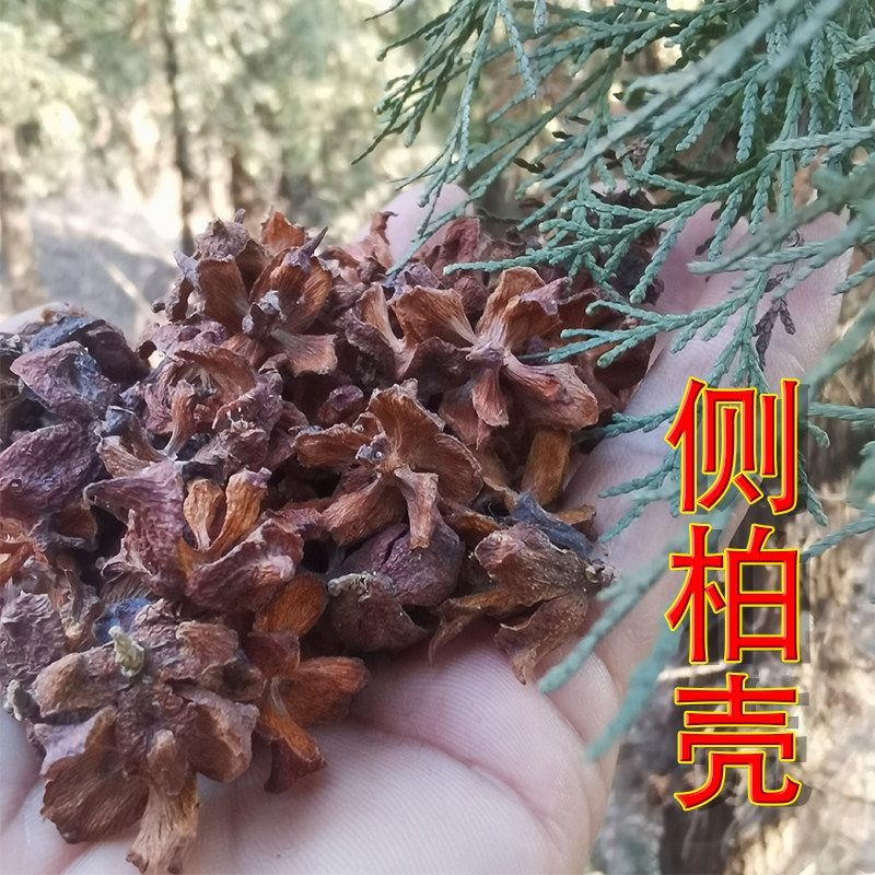 Wild side cypress cypress cypress shell ceiling shell ceiling shell