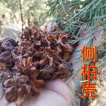 Wild side Berries Pine Cypress Fruit Shell Finished Cypress Shell Berraspberry Shell Berries