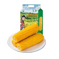辰旭稼禾东北黄糯玉米10支