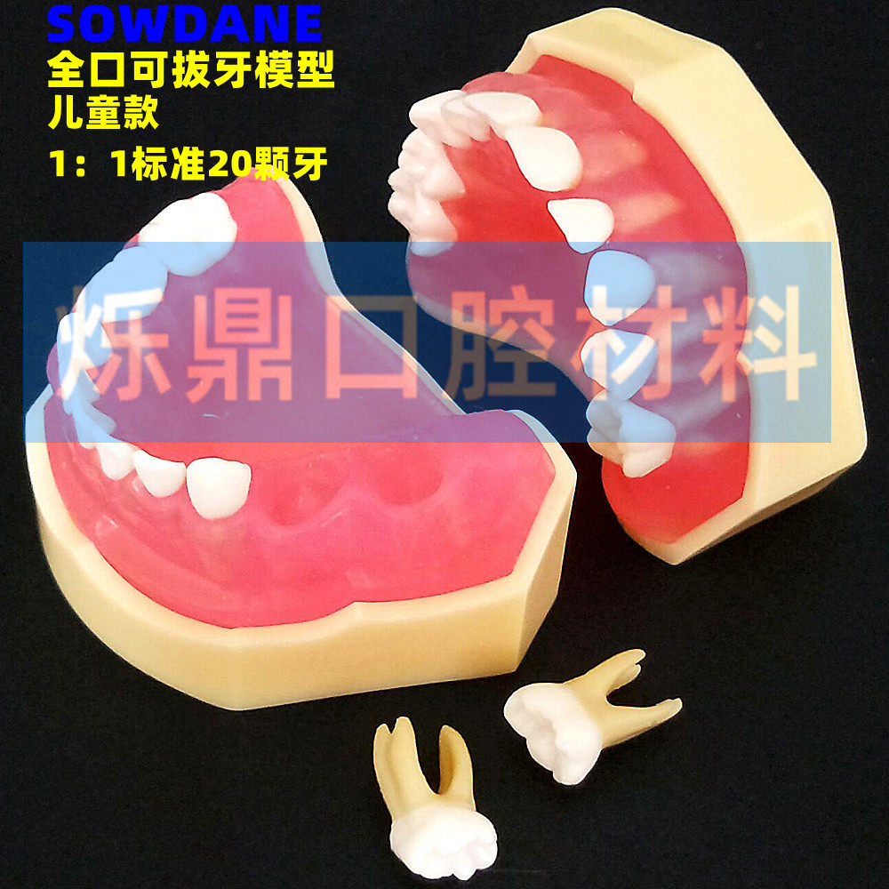 牙科牙模型全口牙可拔齿科材料牙齿模1:1 20颗标准模型儿童成人款