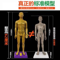 Ultra clear lettering 60cm human acupoint model Chinese medicine acupuncture male and female bronze man body meridian massage figure copper color