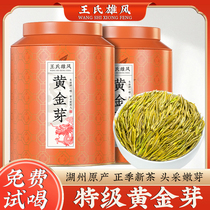 Gold Sprout Tea 2024 New tea special class Ming Former head collection rare white tea gold leaf green tea green tea gift box dress 400g