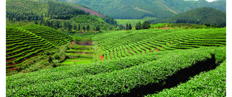 中茶茉莉花 中国蝴蝶牌 特级茉莉花茶 经典紫罐口粮茶227g 